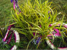 Crabgrass is Annoying